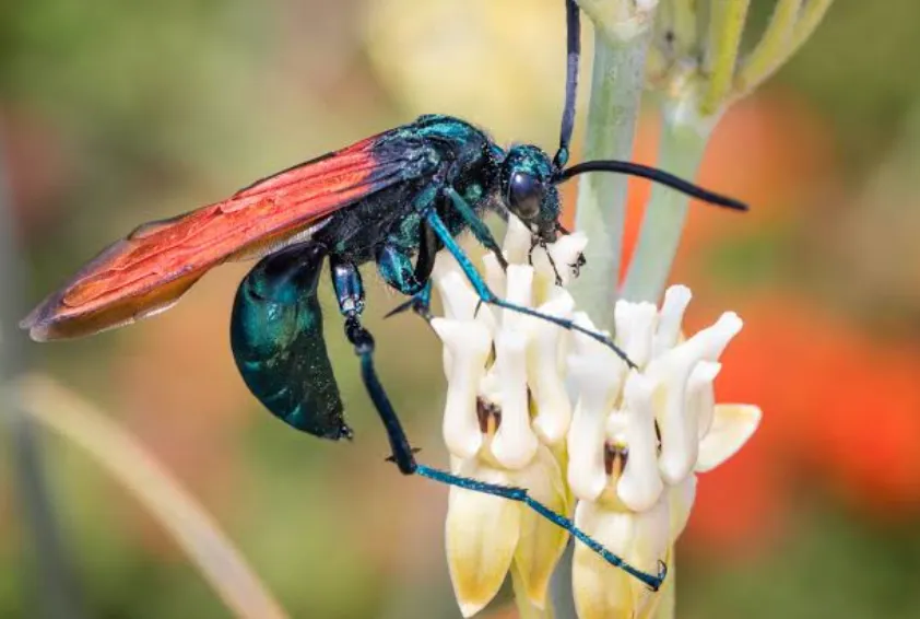 世界の珍しい昆虫5選!驚きの生態と特殊な能力