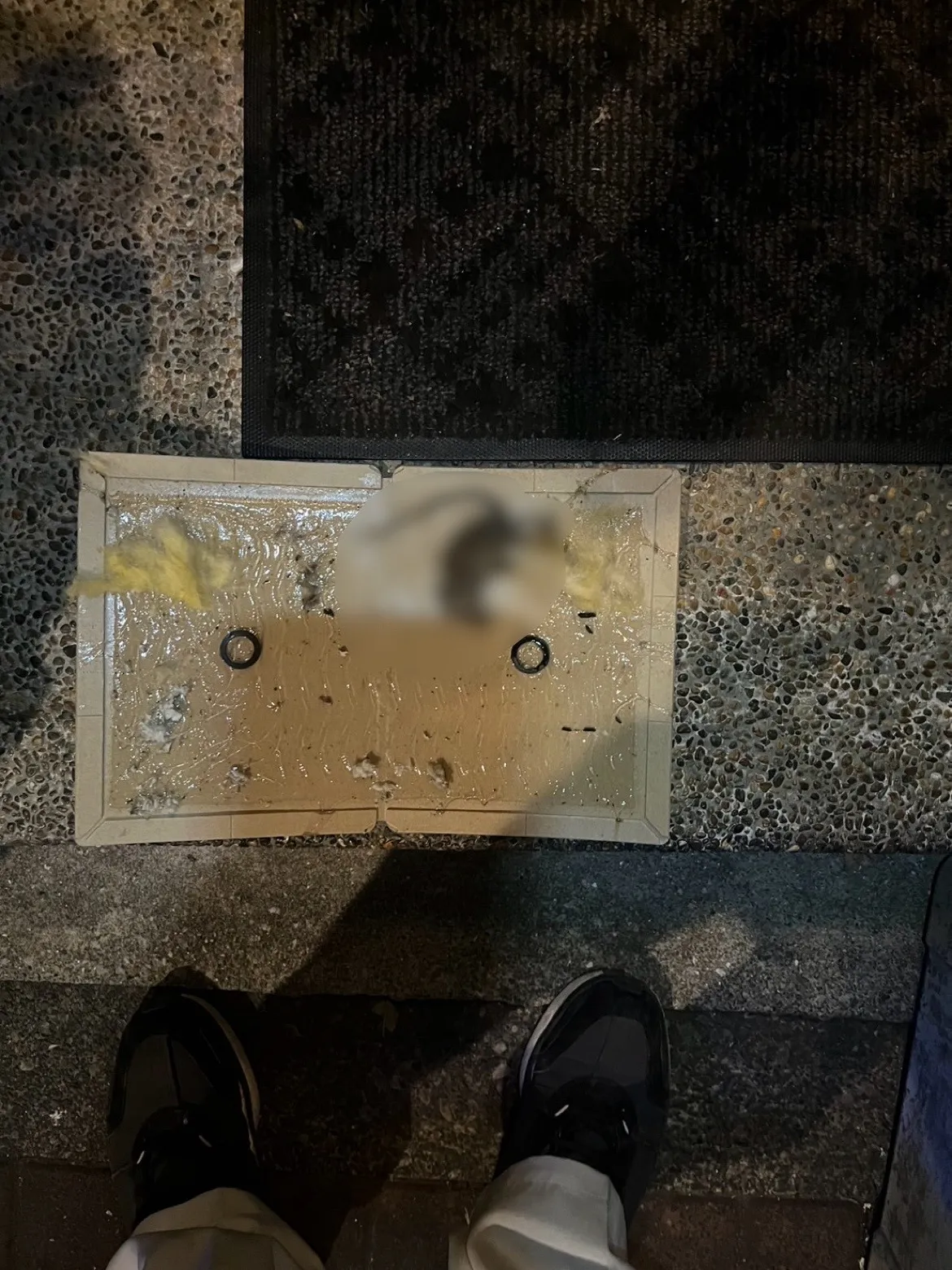 【ネズミ駆除】用賀にて定期メンテナンス