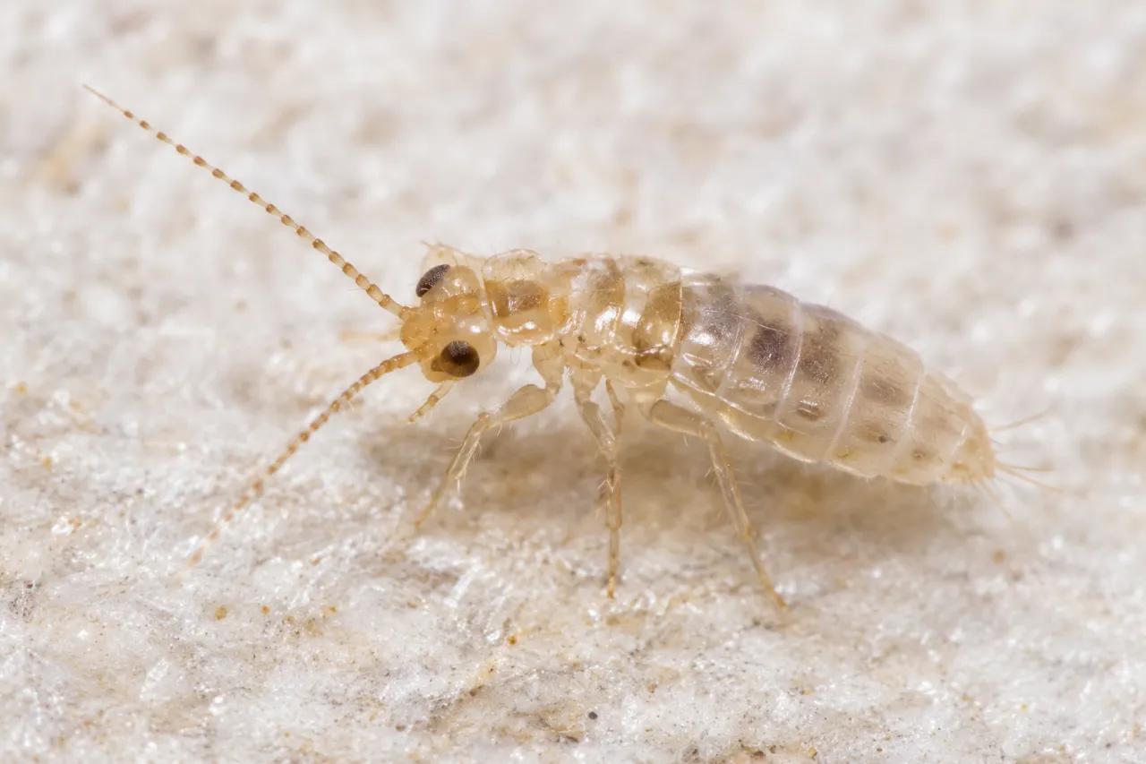 チャタテムシ発生原因と対策法
